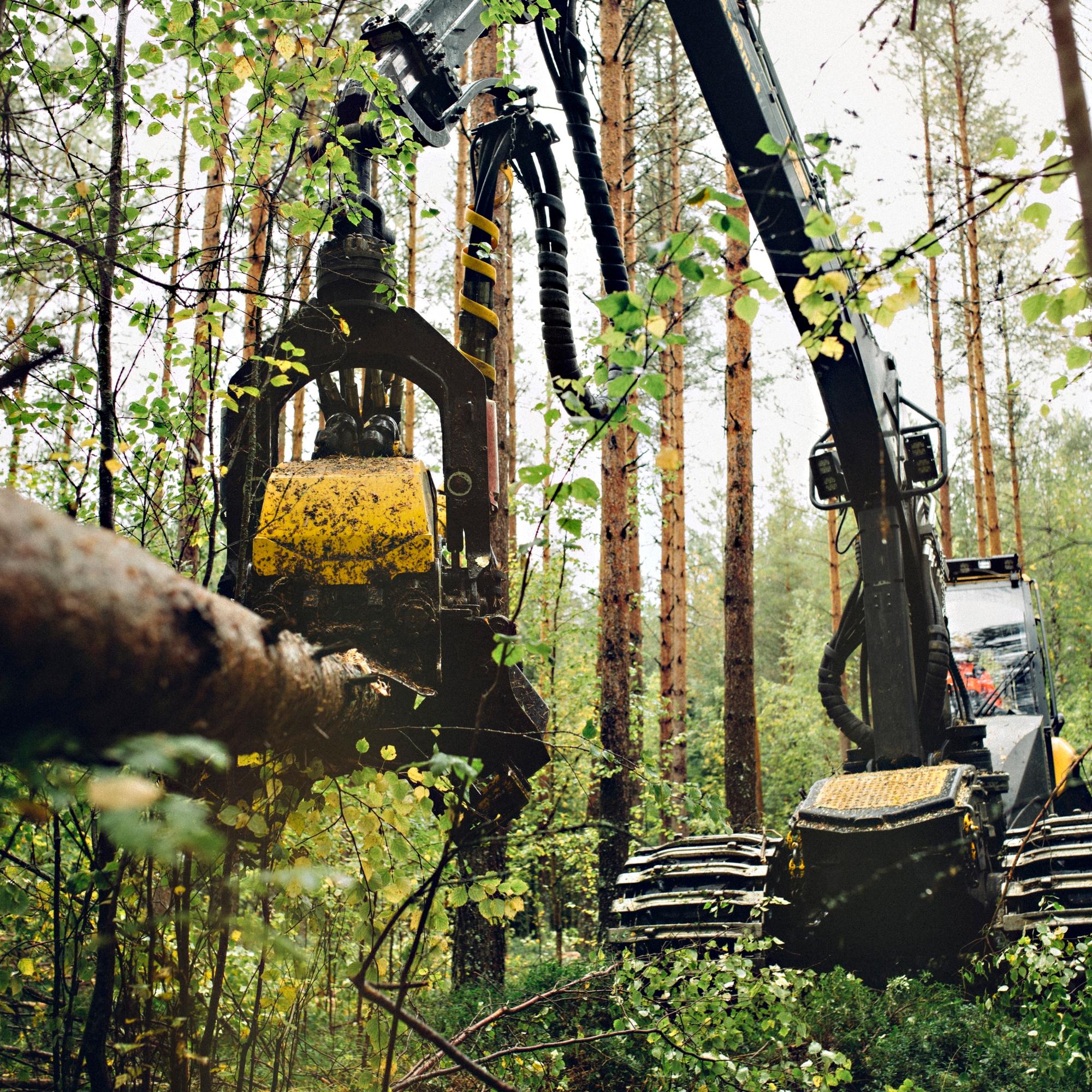 Avohakkuu vai jatkuva metsänkasvatus? – Vanhaa hakkuutapaa suosivat professorin mukaan alitajuntaan iskeytyneet opit 