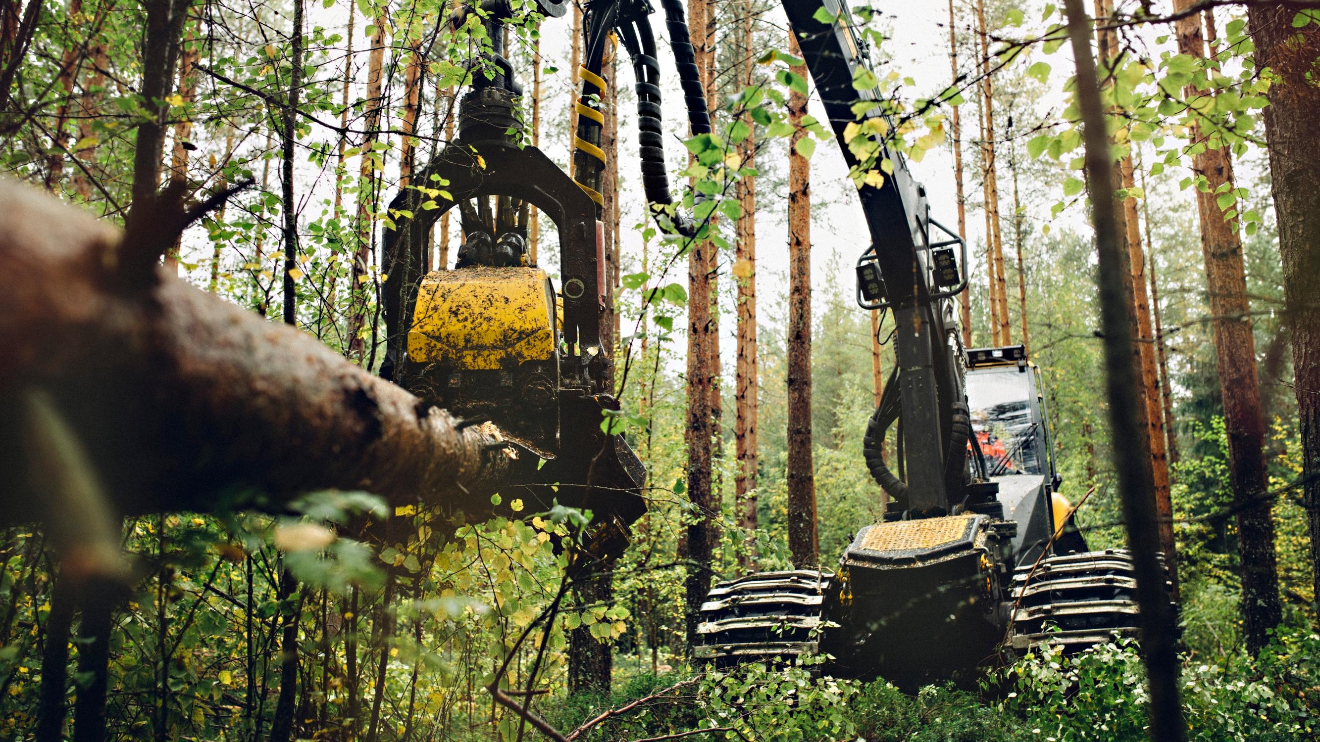 Avohakkuu vai jatkuva metsänkasvatus? – Vanhaa hakkuutapaa suosivat professorin mukaan alitajuntaan iskeytyneet opit 