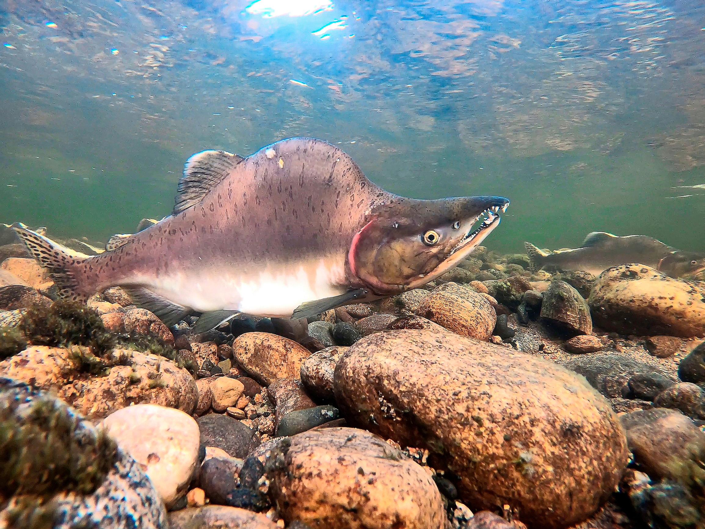 Tenon kyttyrälohikanta nousi 5000:sta 50 000:een neljässä vuodessa – Syytä ei tiedetä