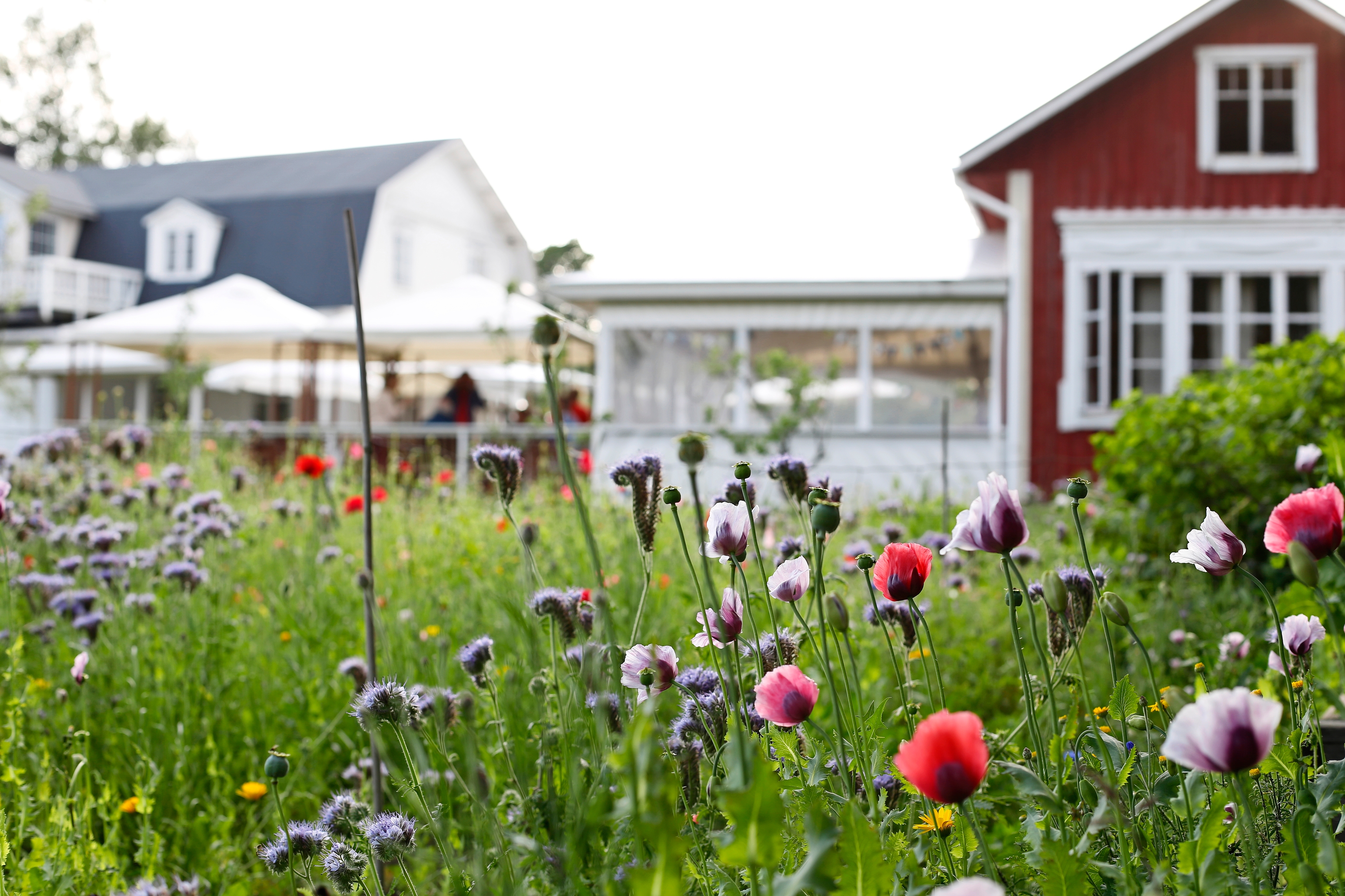 Högsåran saarella voi ihastella maaseudun piha­piirejä ja nauttia Farmors Cafén herkuista. Kuva Rasmus Palmgren / Farmors Cafe