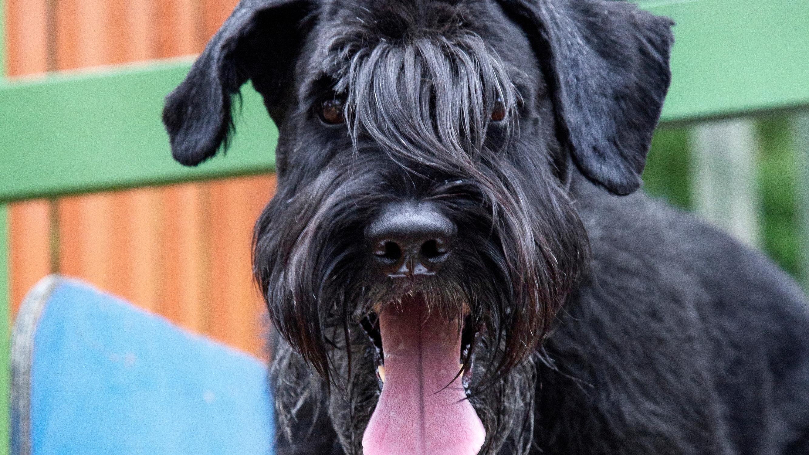 ”Peto on saanut minusta hajun ja on jo kintereilläni, kun piiloudun Puuhamaan aidan taakse kiipeilytelineen päälle”