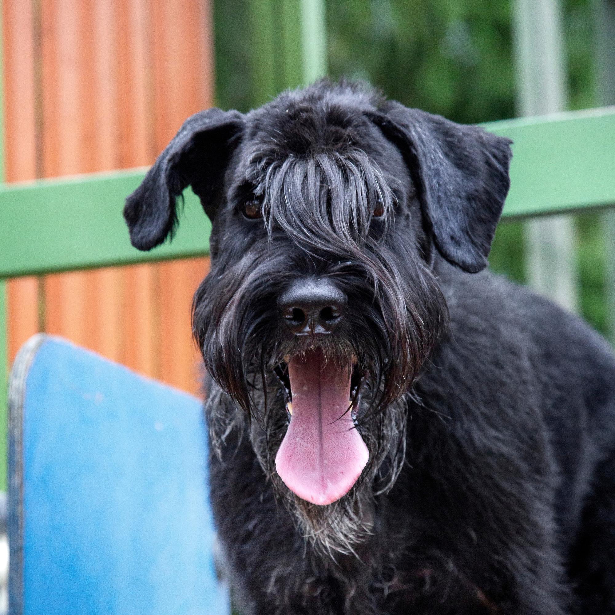 ”Peto on saanut minusta hajun ja on jo kintereilläni, kun piiloudun Puuhamaan aidan taakse kiipeilytelineen päälle”